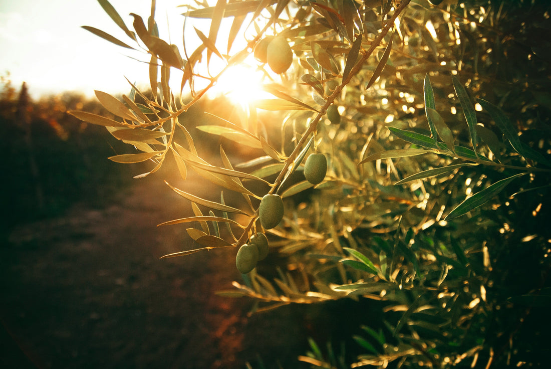 How to Store Olive Oil (And When to Toss It)