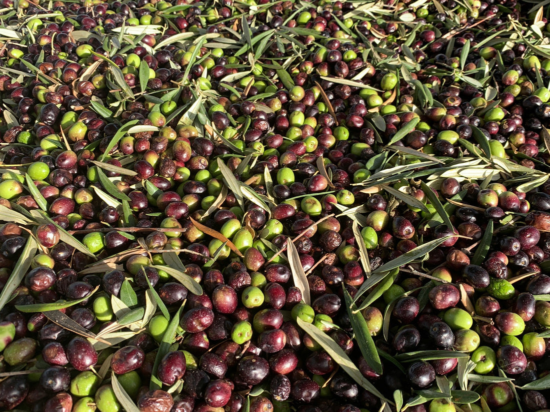 What Makes an Olive Oil Truly ‘Extra Virgin’ — And Why It Matters