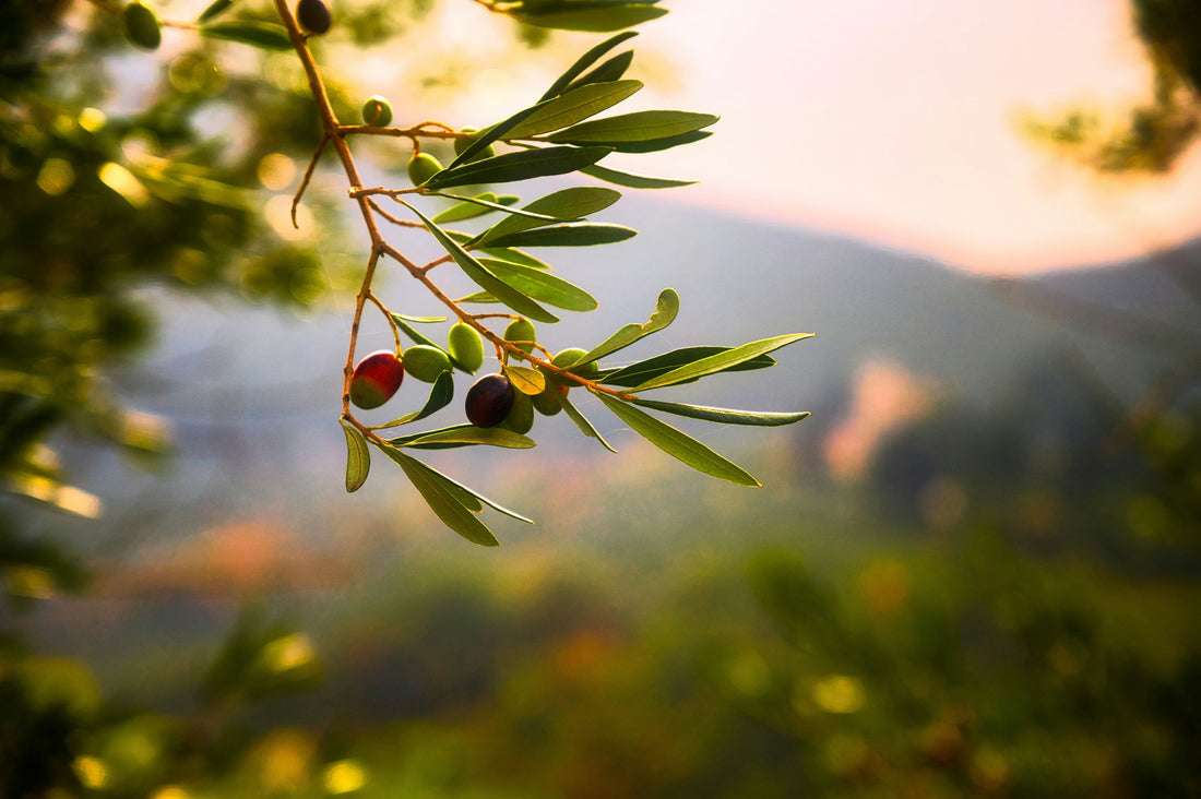 Arbequina Olives — Why They Make the Best Extra Virgin Olive Oil